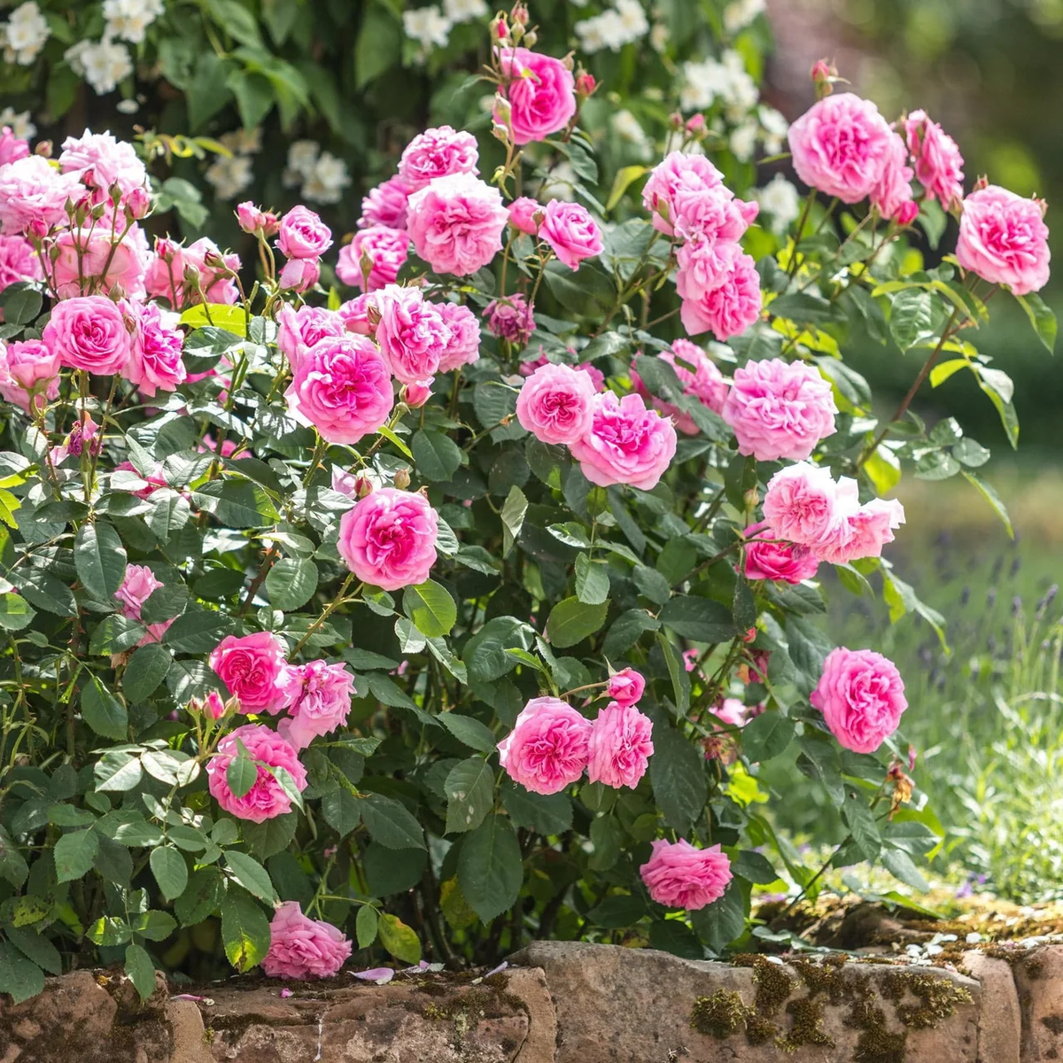 Gertrude Jekyll®  (AUSbord) David Austin® Shrub Rose Brush Live Plant, 5 gallon