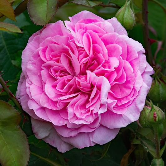 Gertrude Jekyll®  (AUSbord) David Austin® Shrub Rose Brush Live Plant, 5 gallon