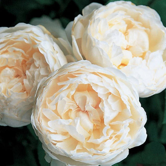 Glamis Castle (AUSlevel) David Austin® Shrub Rose Brush Live Plant, 5 gallon