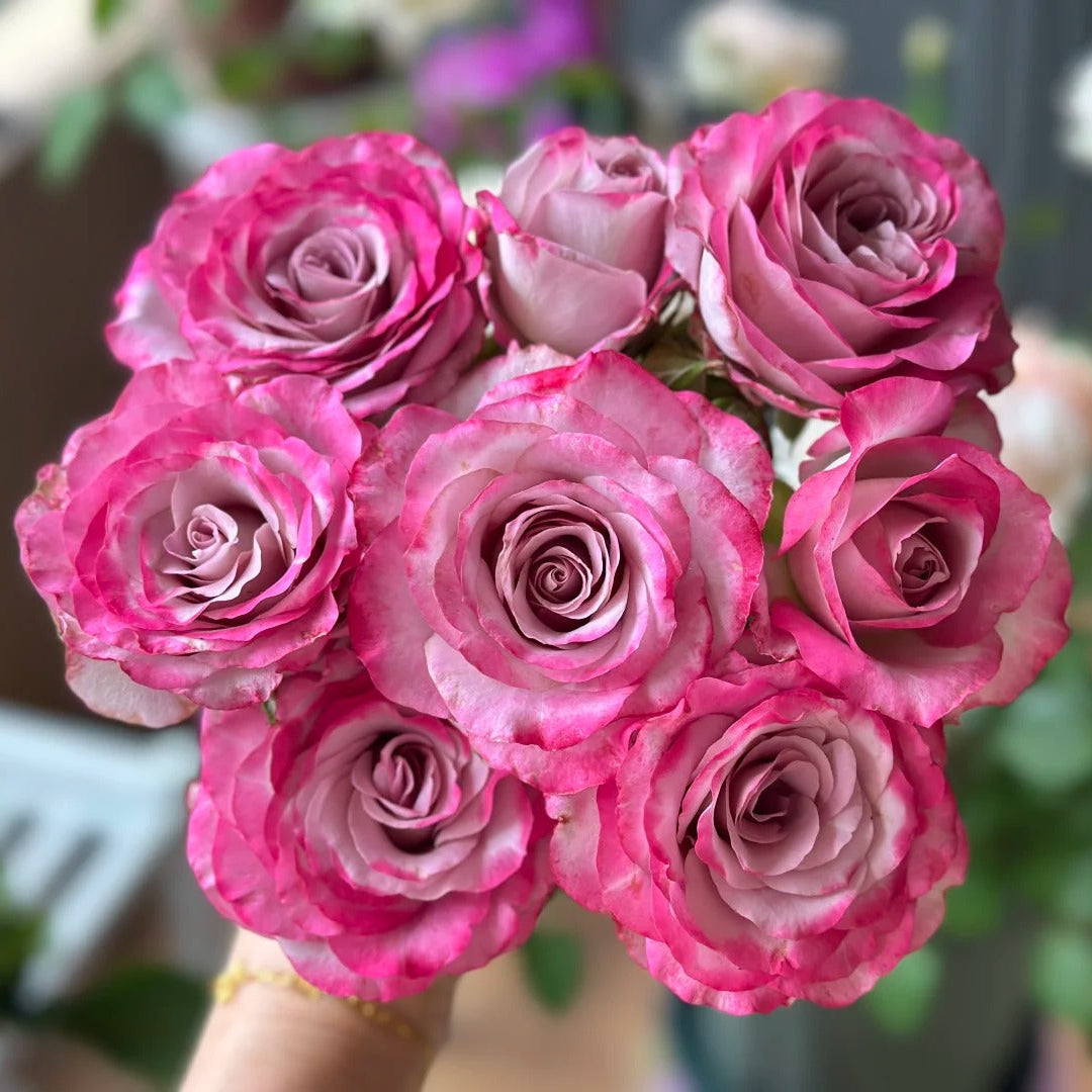 'Glamorous' Shrub Rose
