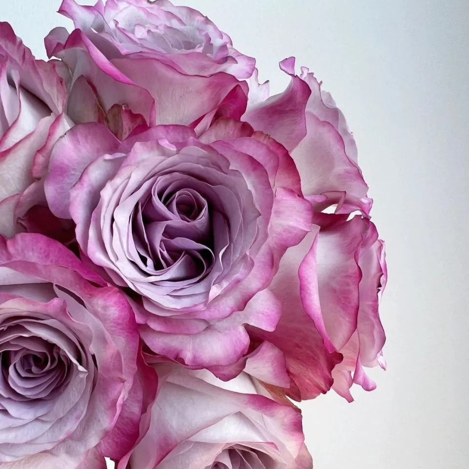 'Glamorous' Shrub Rose