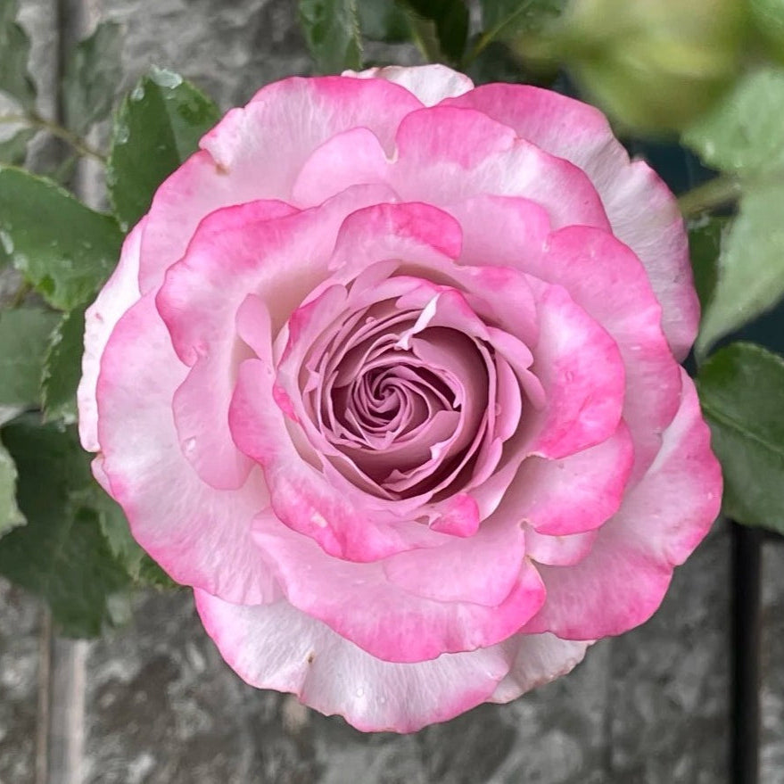 'Glamorous' Shrub Rose