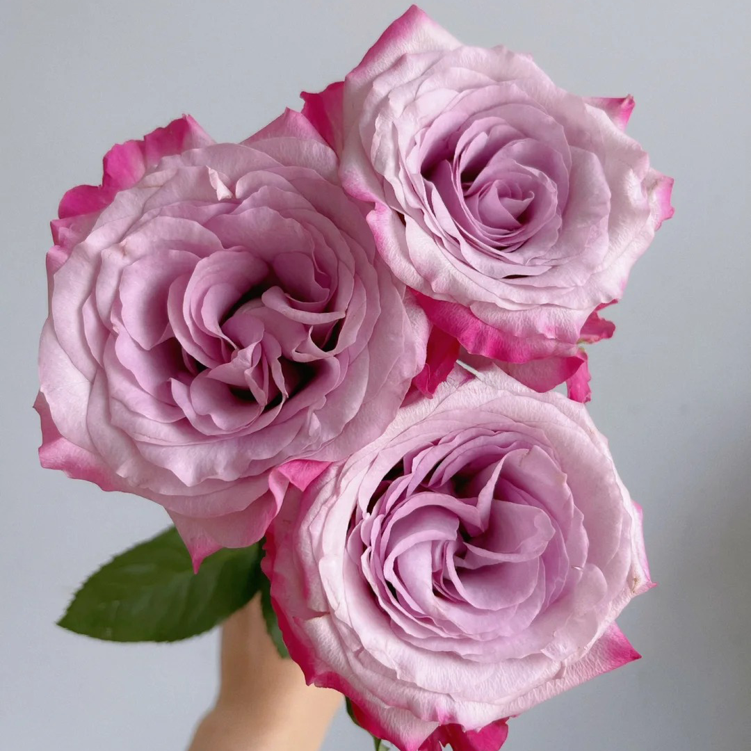 'Glamorous' Shrub Rose