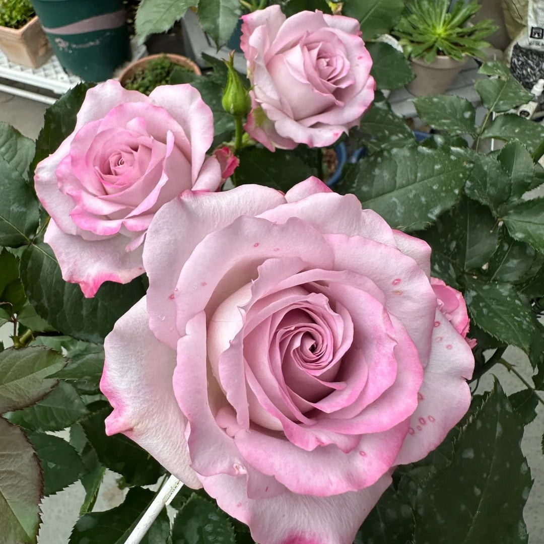 'Glamorous' Shrub Rose