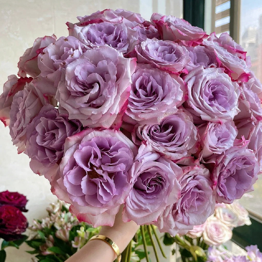 'Glamorous' Shrub Rose