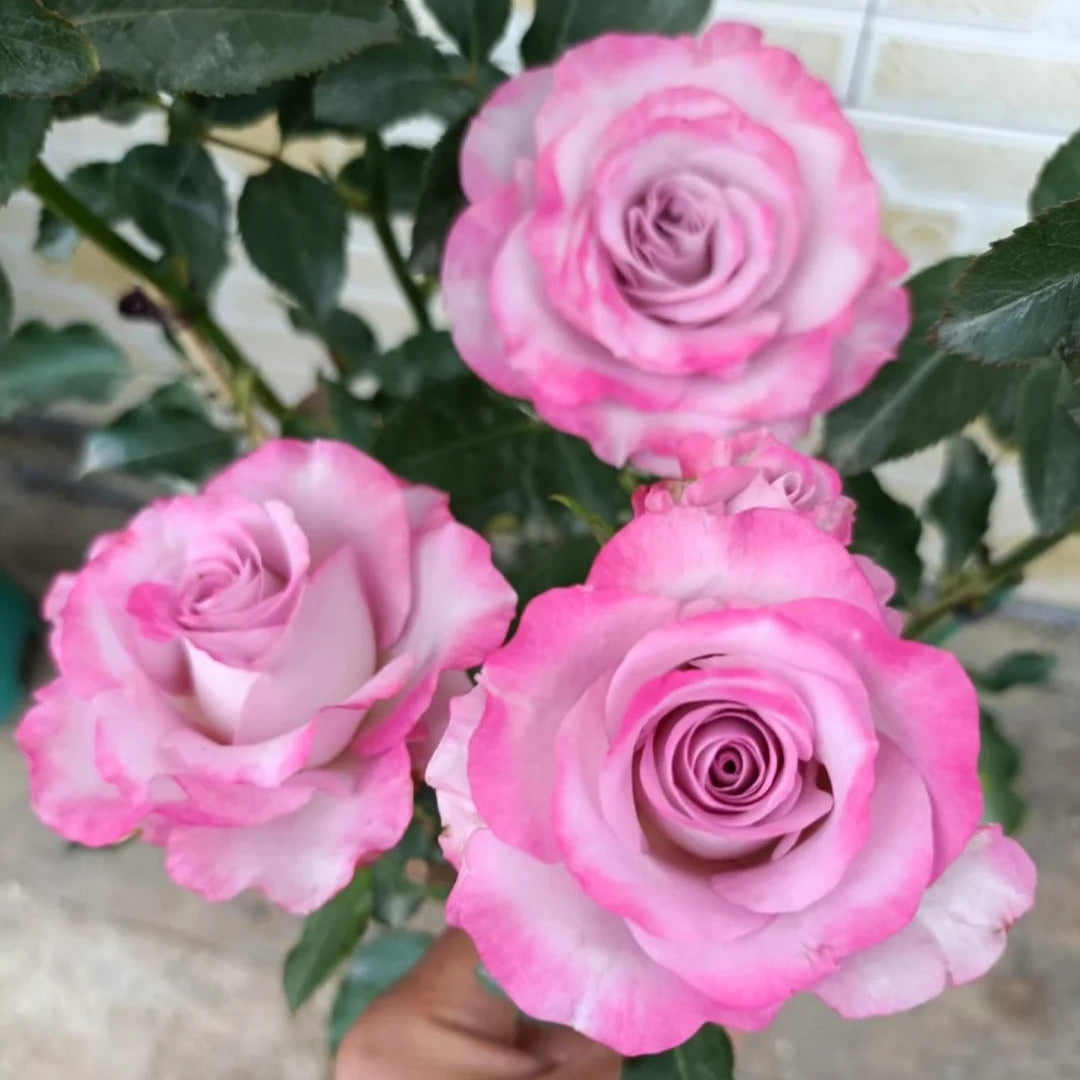 'Glamorous' Shrub Rose