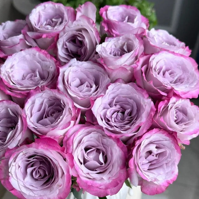 'Glamorous' Shrub Rose