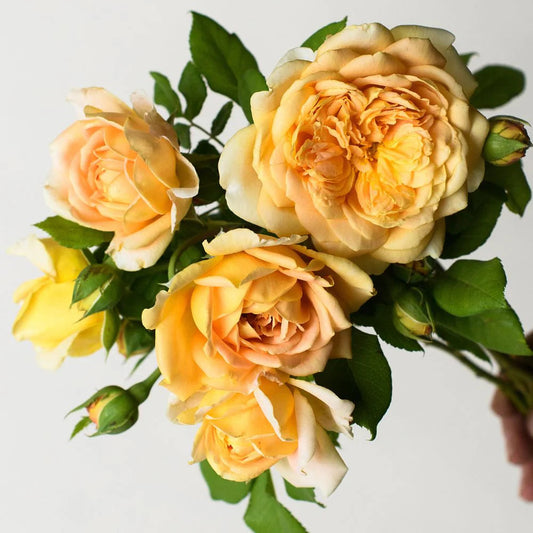 Golden Celebration® (AUSgold) David Austin® Climbing Rose Brush Live Plant, 5 gallon