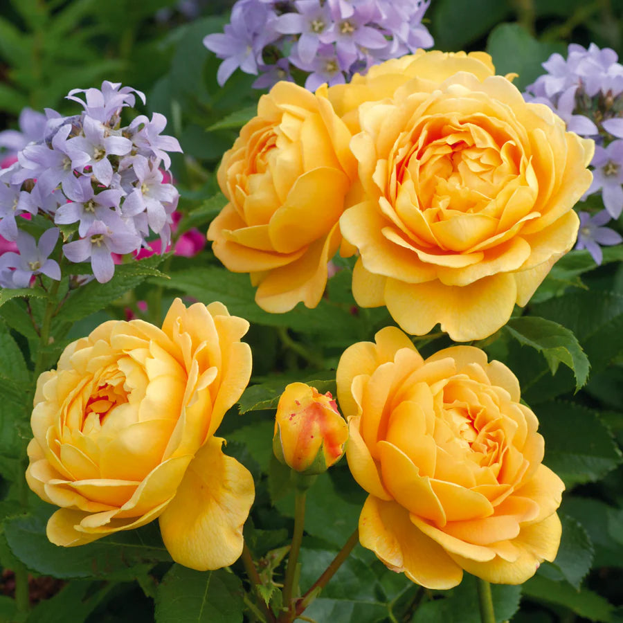 Golden Celebration® (AUSgold) David Austin® Climbing Rose Brush Live Plant, 5 gallon