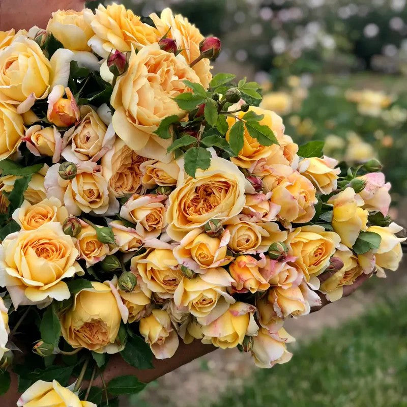 Golden Celebration® (AUSgold) David Austin® Climbing Rose Brush Live Plant, 5 gallon