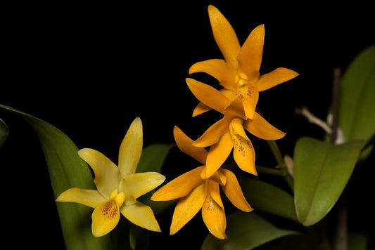 Cattleya/Guarianthe aurantiaca 'Limone' x 'Dark Yellow' --Fragrant Orchid