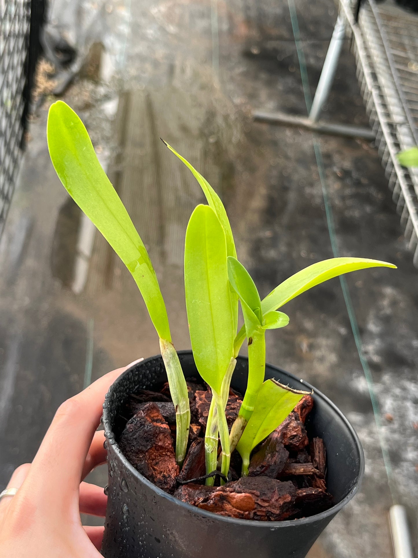 Cattleya/Guarianthe aurantiaca 'Limone' x 'Dark Yellow' --Fragrant Orchid