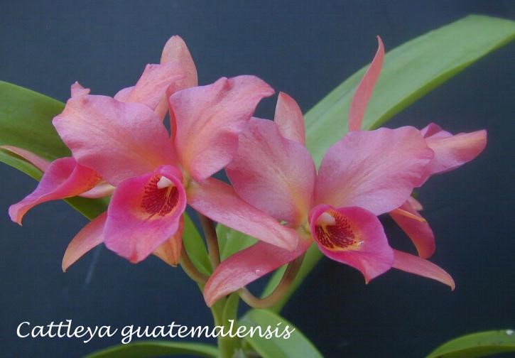 Cattleya/Guarianthe guatemalensis --Fragrant Orchid