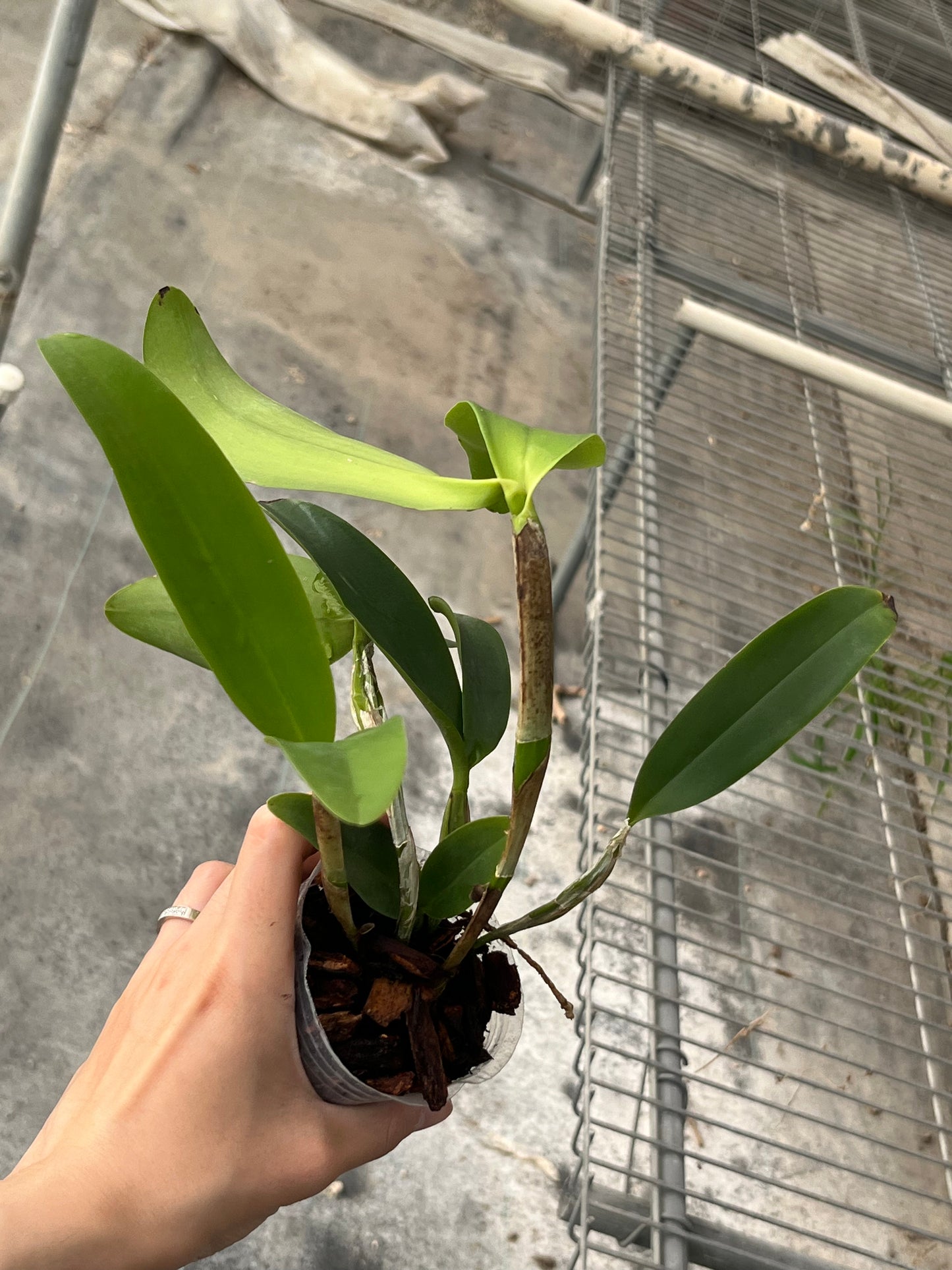 Cattleya/Guarianthe guatemalensis --Fragrant Orchid