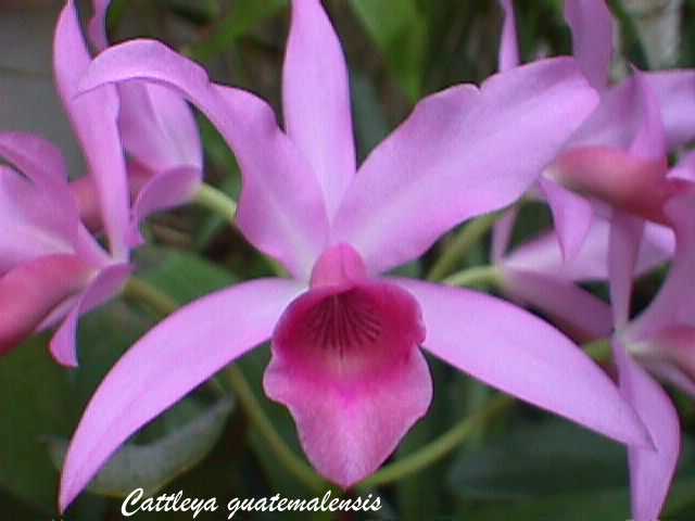 Cattleya/Guarianthe guatemalensis --Fragrant Orchid