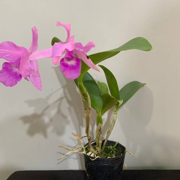 Cattleya/Guarianthe guatemalensis --Fragrant Orchid