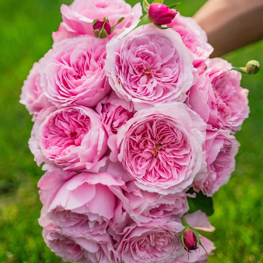 'Hejiao' Shrub Rose