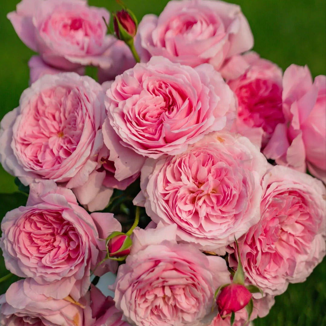 'Hejiao' Shrub Rose