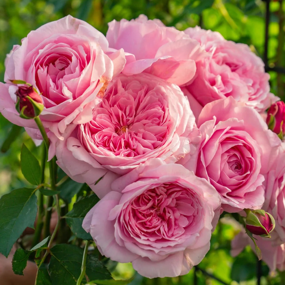 'Hejiao' Shrub Rose