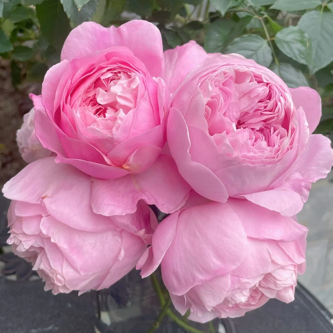 'Hejiao' Shrub Rose