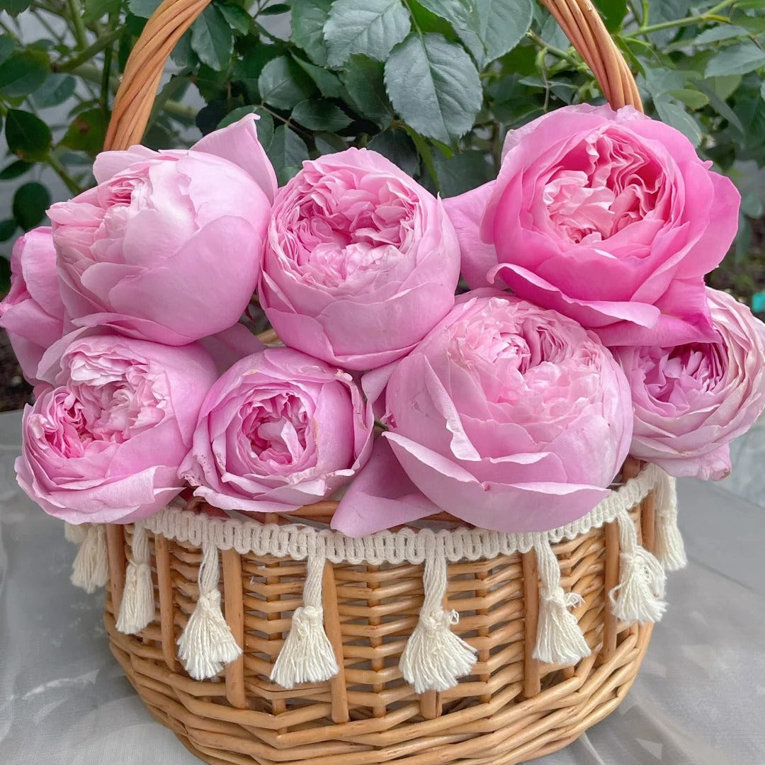'Hejiao' Shrub Rose