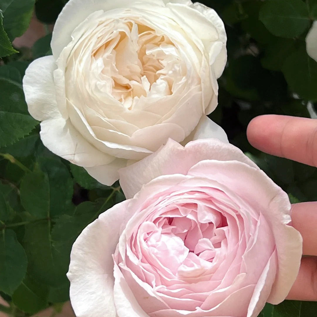 'Huanpei' Shrub Rose