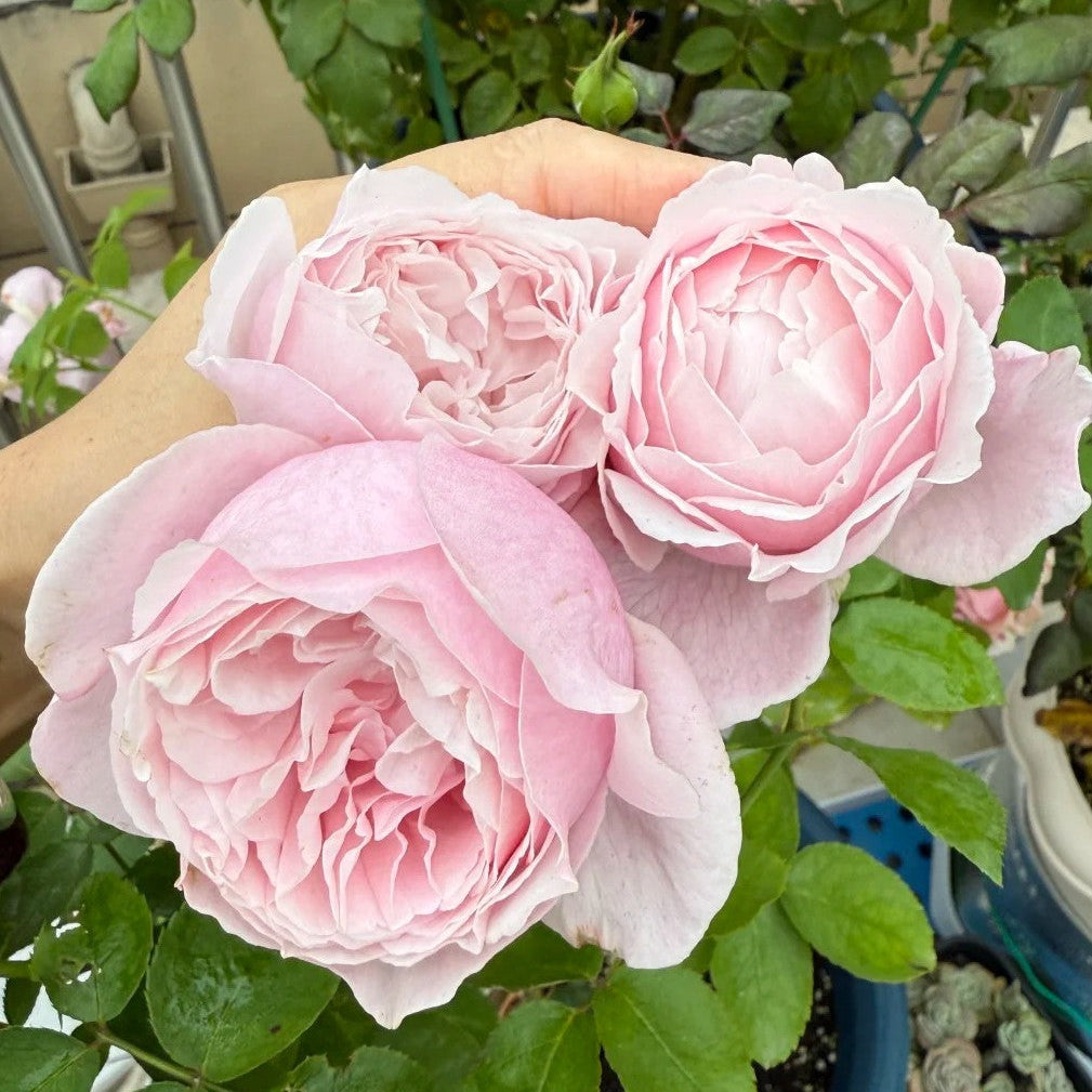 'Huanpei' Shrub Rose