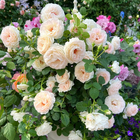 'Jian Qiushui' Climbing Rose