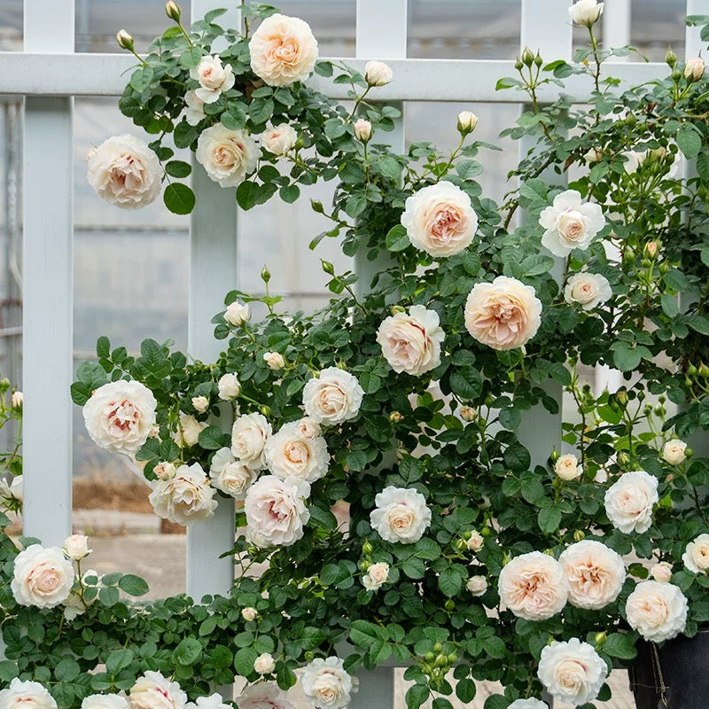 'Jian Qiushui' Climbing Rose