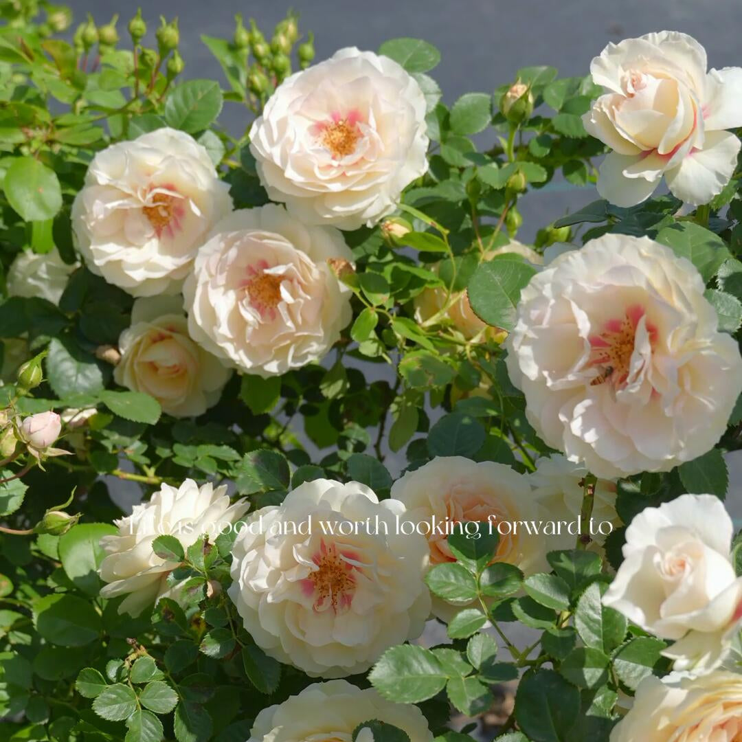 'Jian Qiushui' Climbing Rose