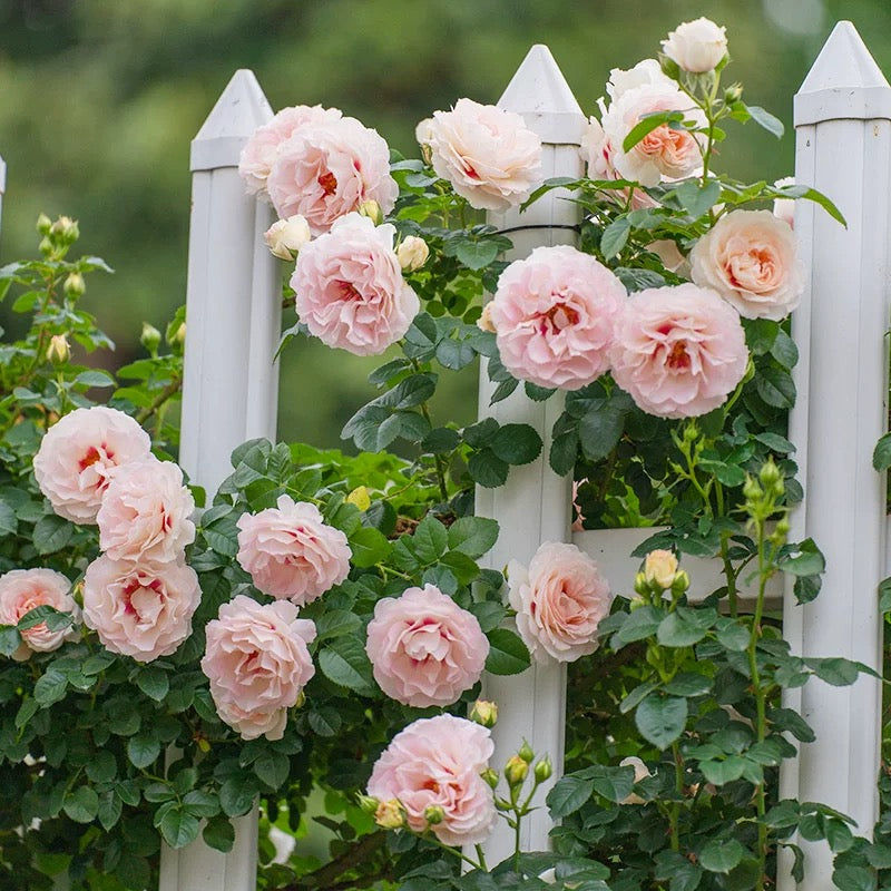 'Jian Qiushui' Climbing Rose