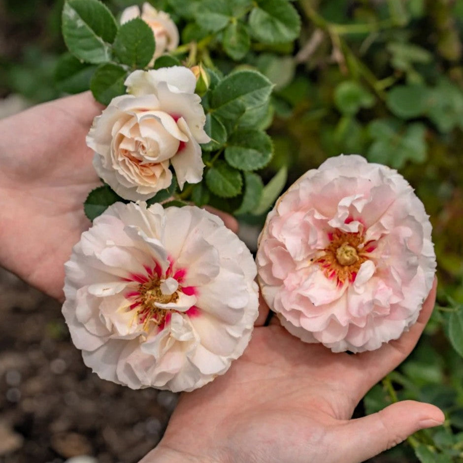 'Jian Qiushui' Climbing Rose
