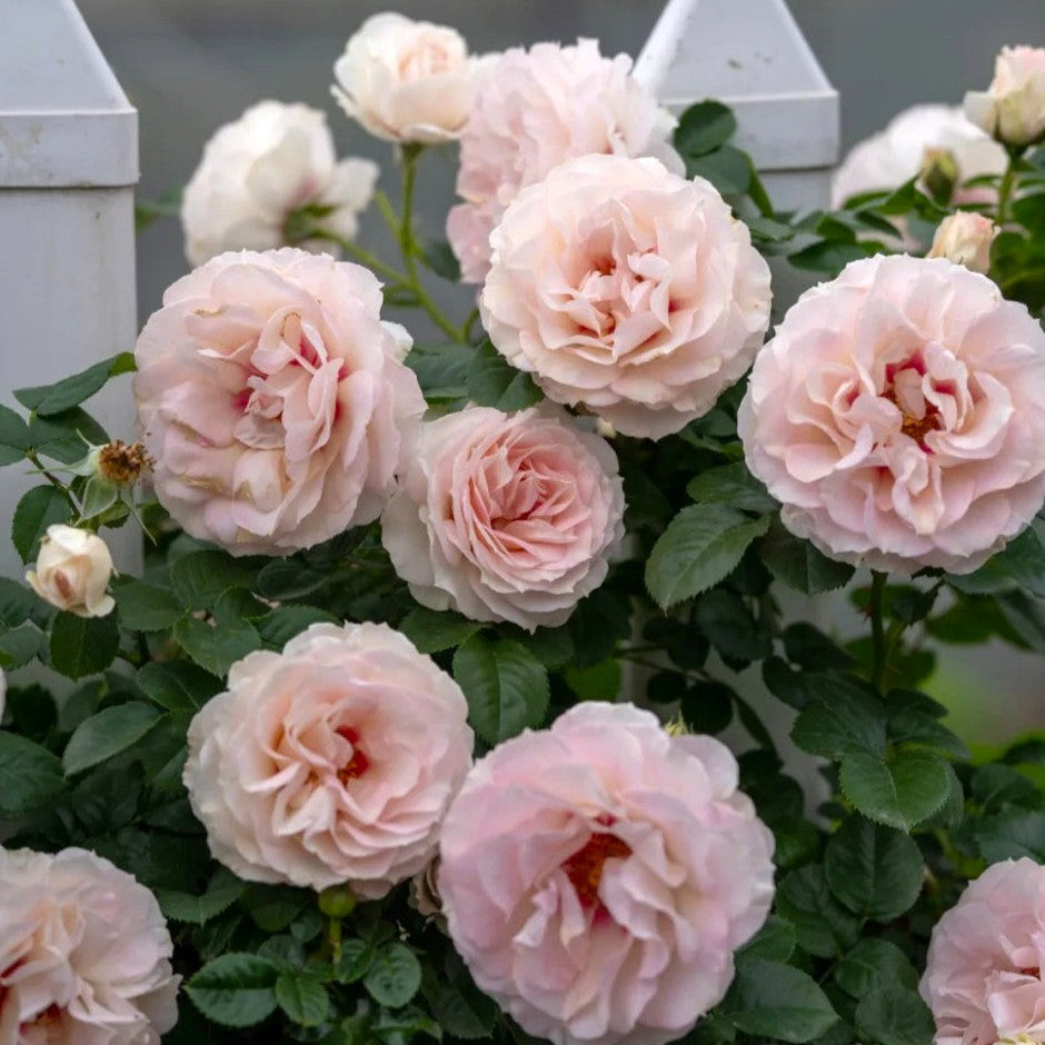 'Jian Qiushui' Climbing Rose