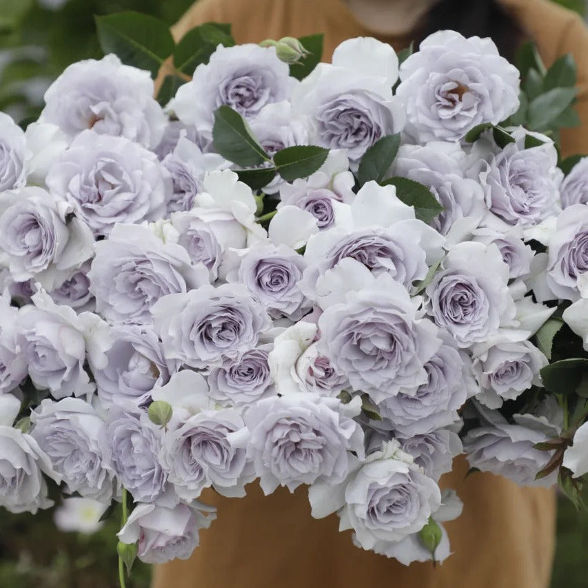 'Jise' Shrub Rose