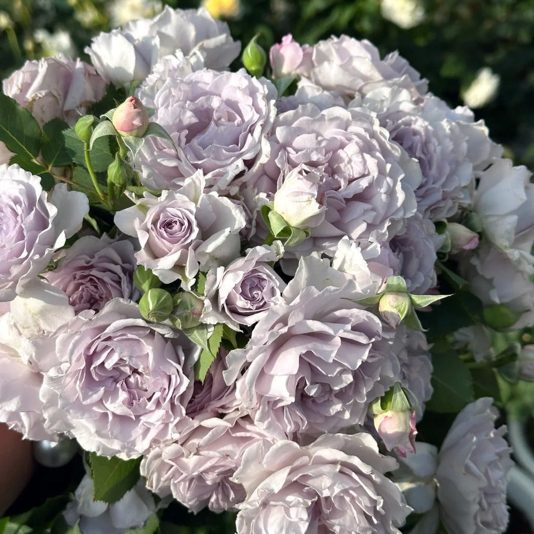 'Jise' Shrub Rose