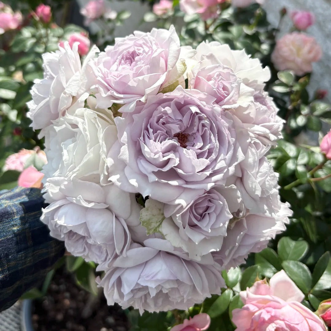 'Jise' Shrub Rose