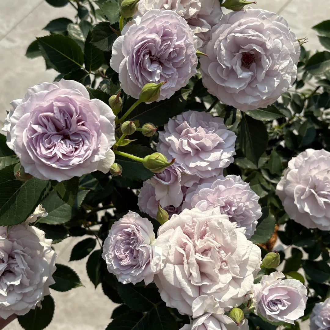 'Jise' Shrub Rose