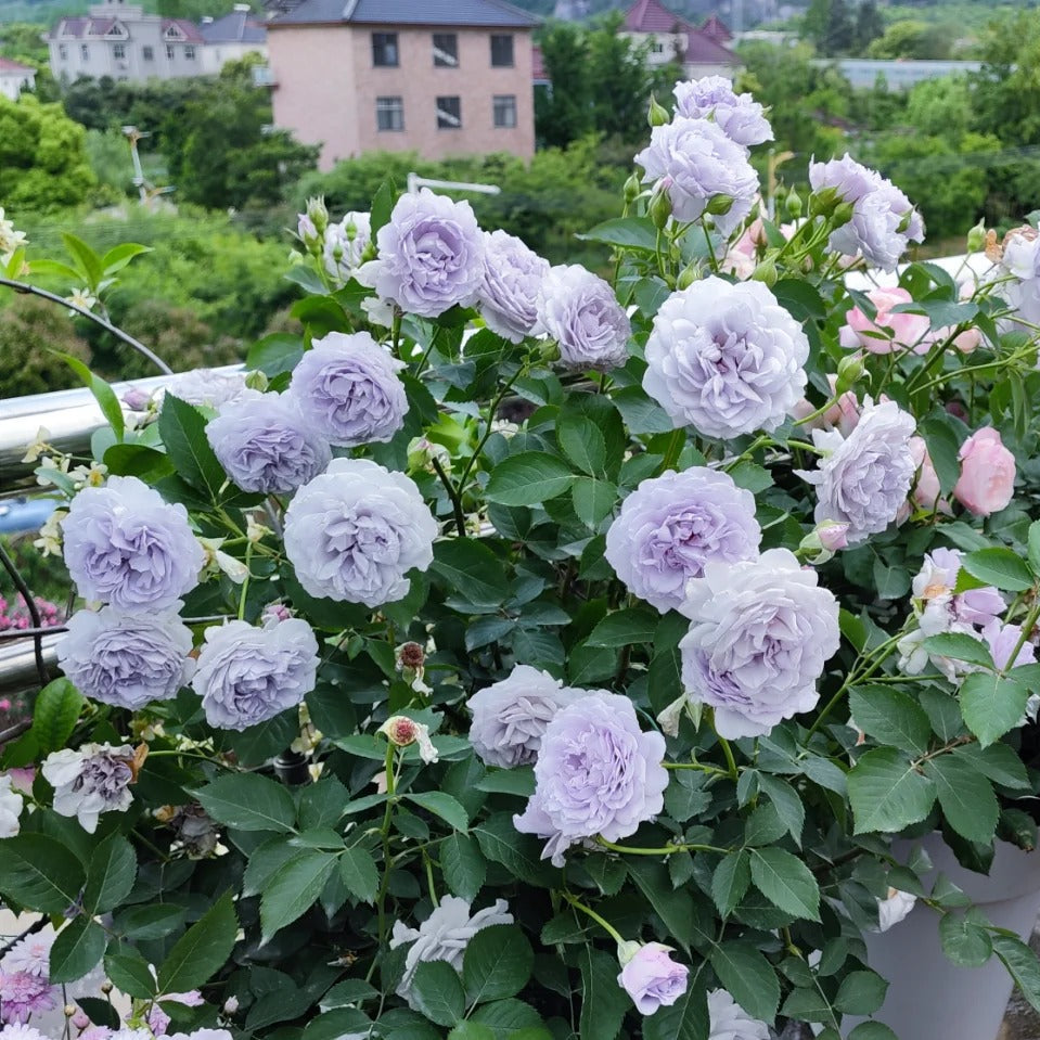 'Jise' Shrub Rose