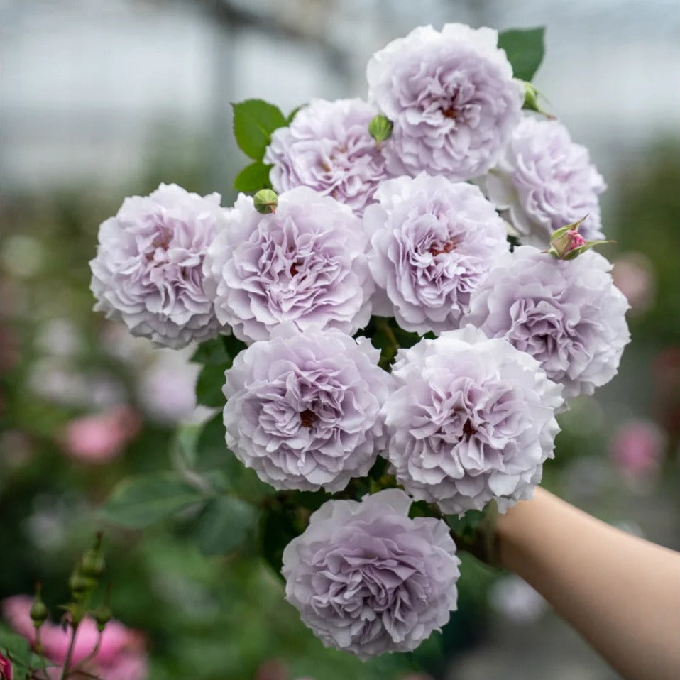 'Jise' Shrub Rose