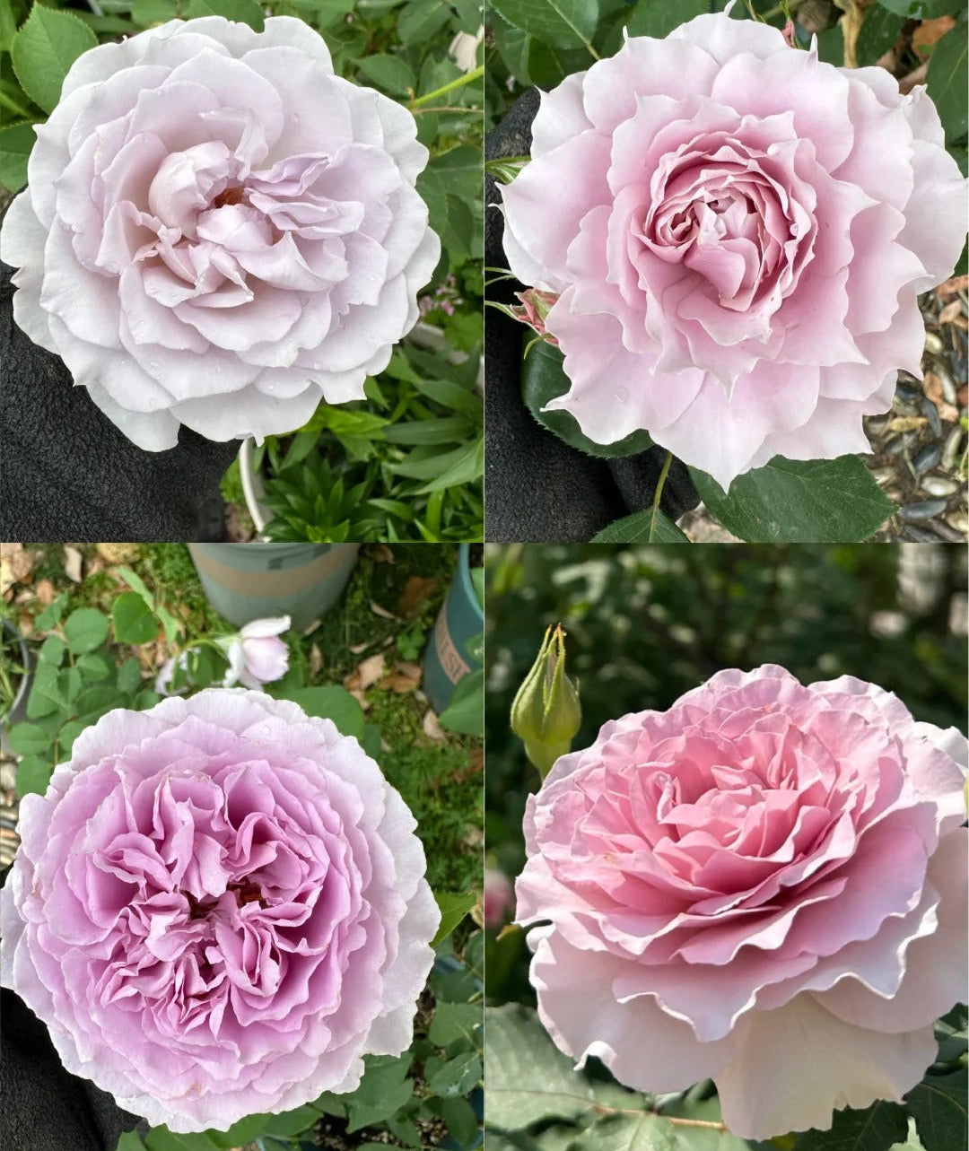 'Jise' Shrub Rose