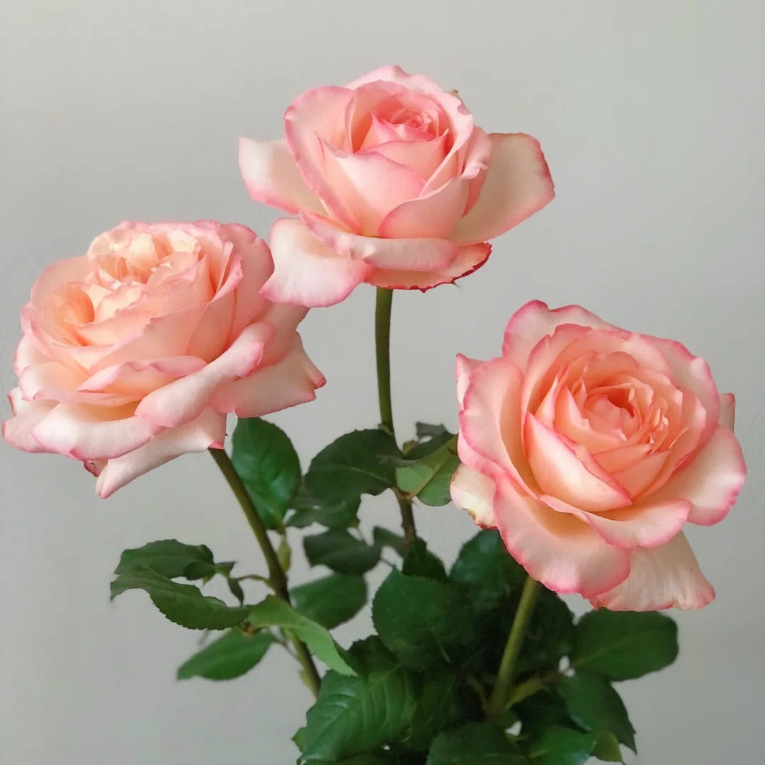 'Joyce' Shrub Rose