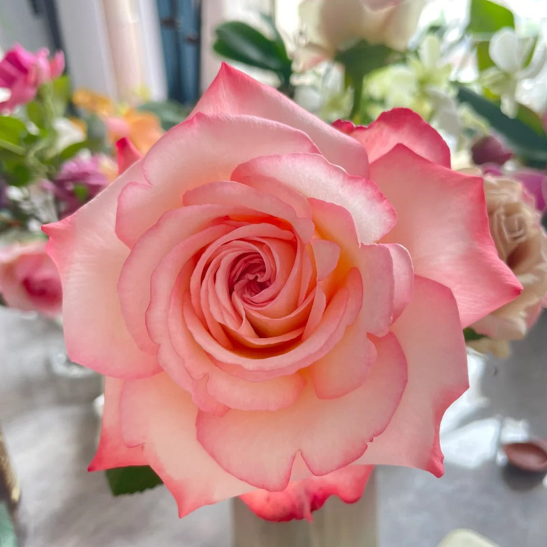 'Joyce' Shrub Rose