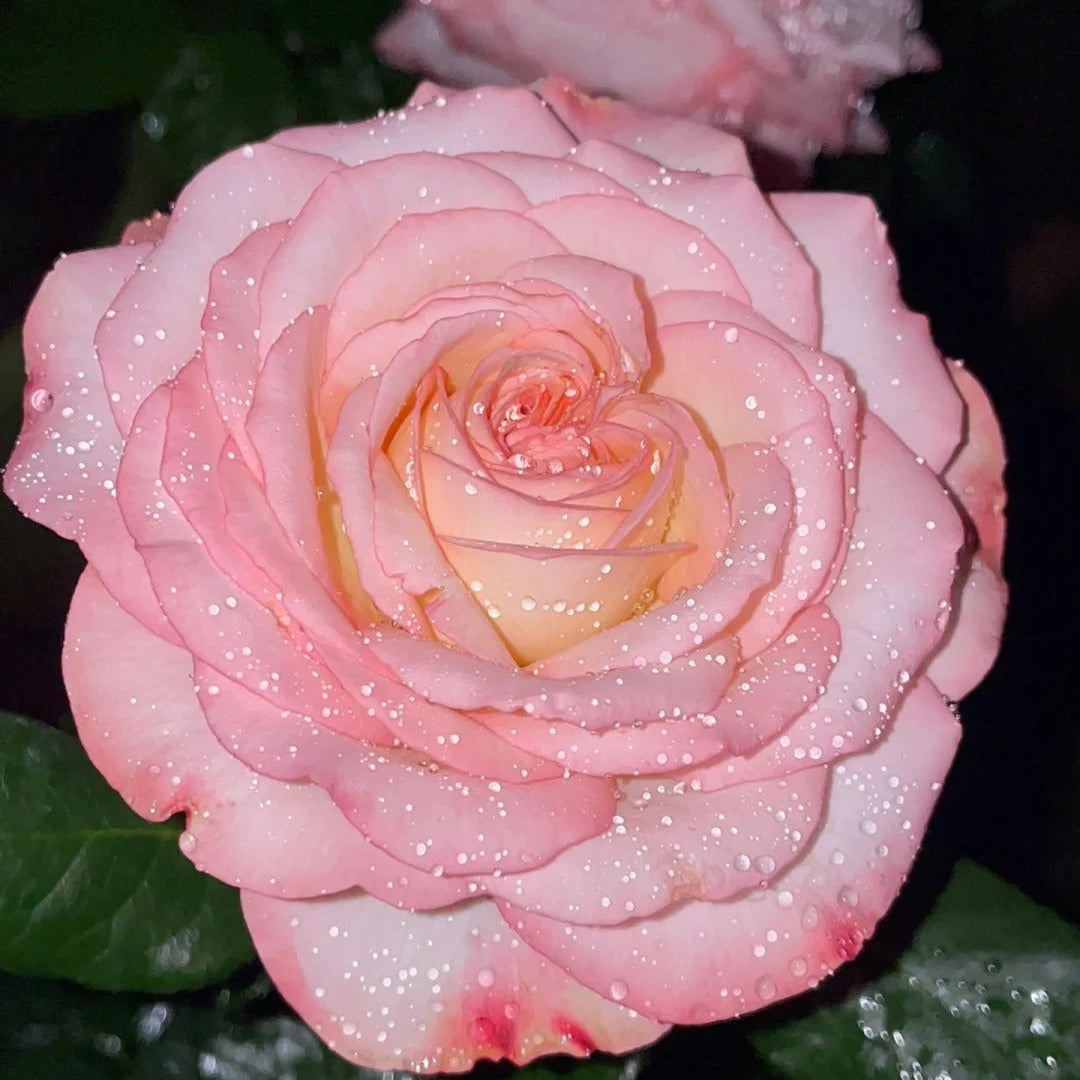 'Joyce' Shrub Rose