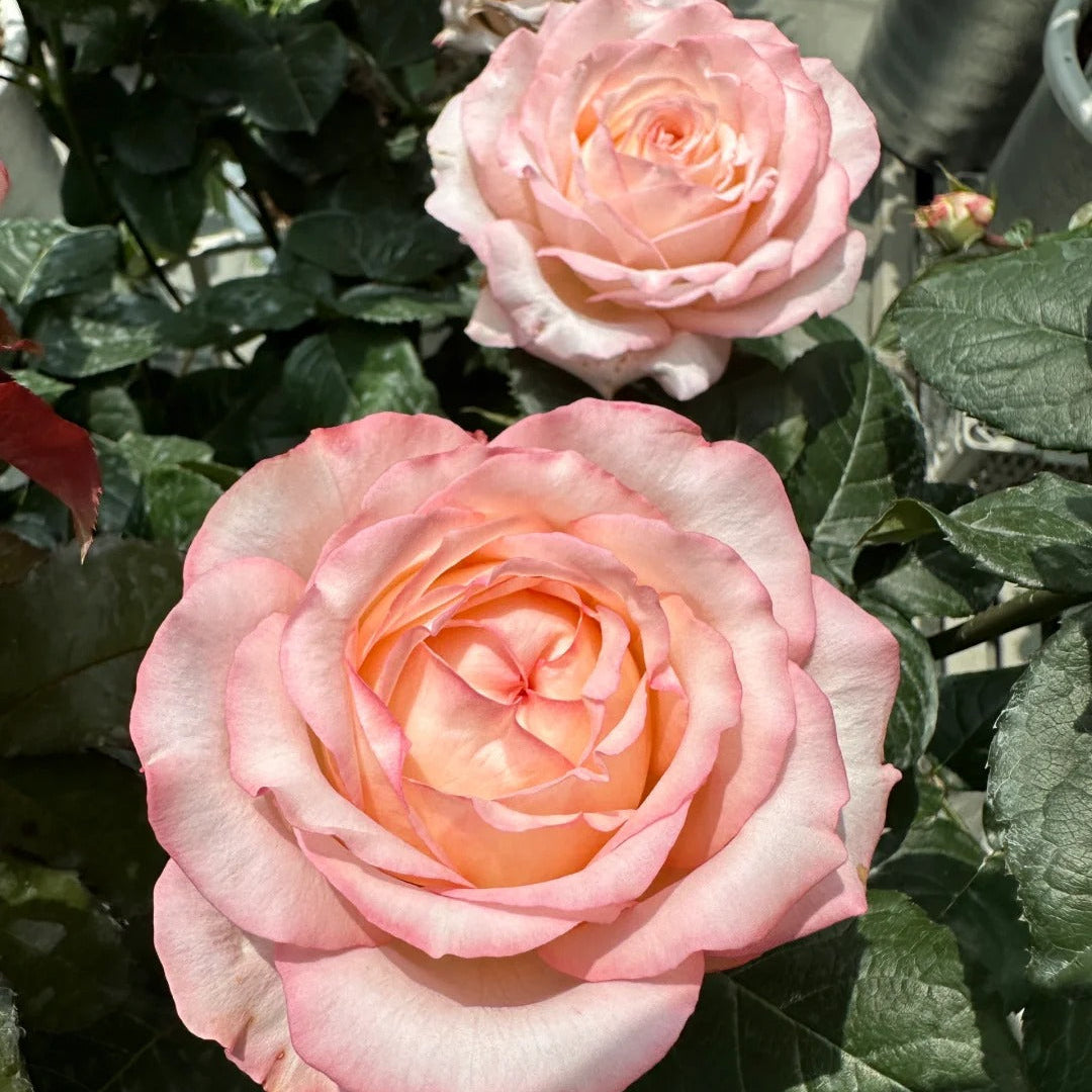 'Joyce' Shrub Rose