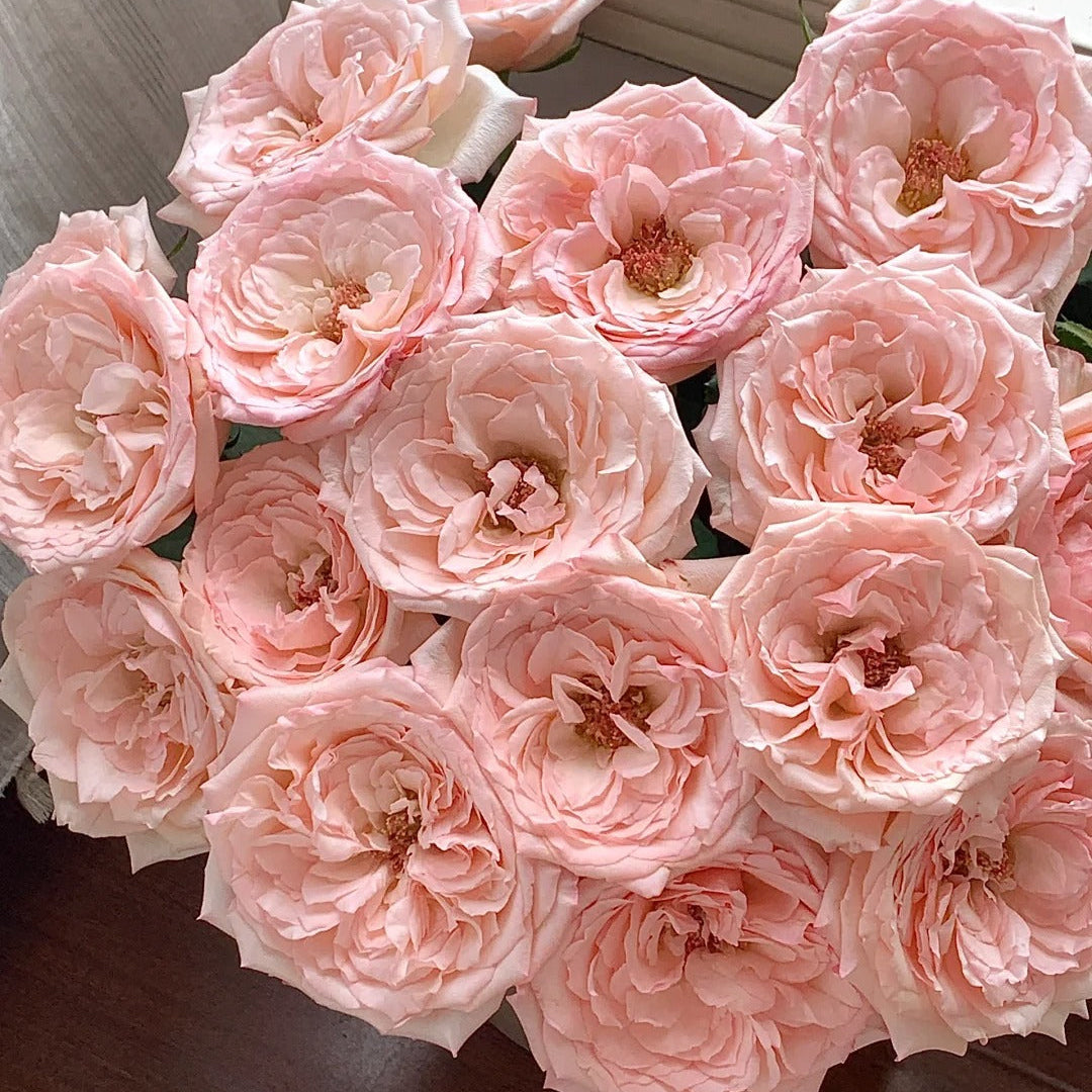 'Joyce' Shrub Rose