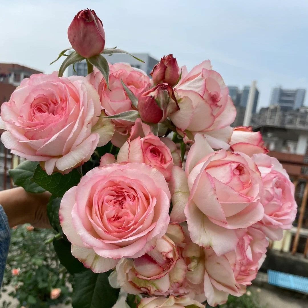 'Joyce' Shrub Rose