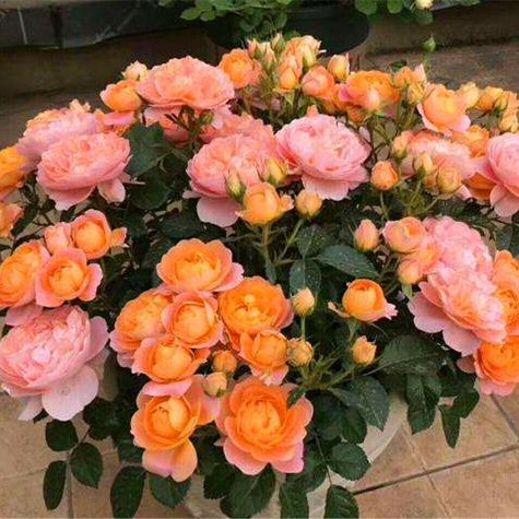 'Juicy Terrazza' Shrub Rose
