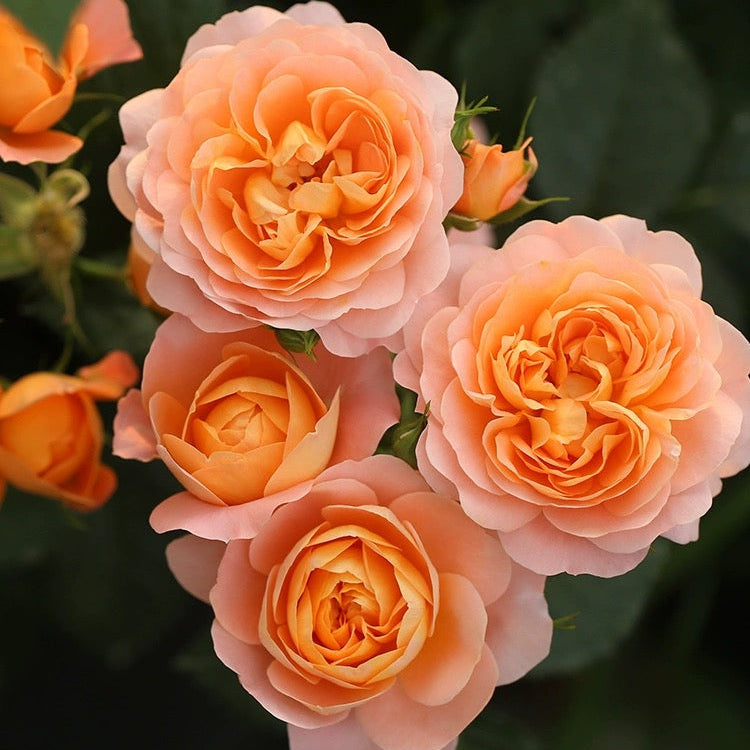 'Juicy Terrazza' Shrub Rose
