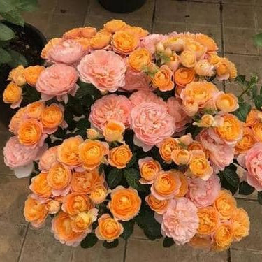 'Juicy Terrazza' Shrub Rose