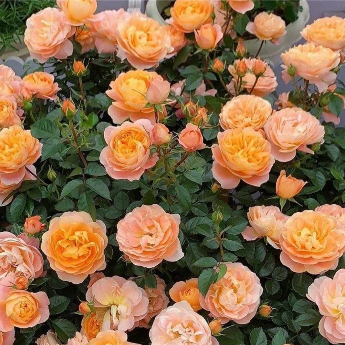 'Juicy Terrazza' Shrub Rose